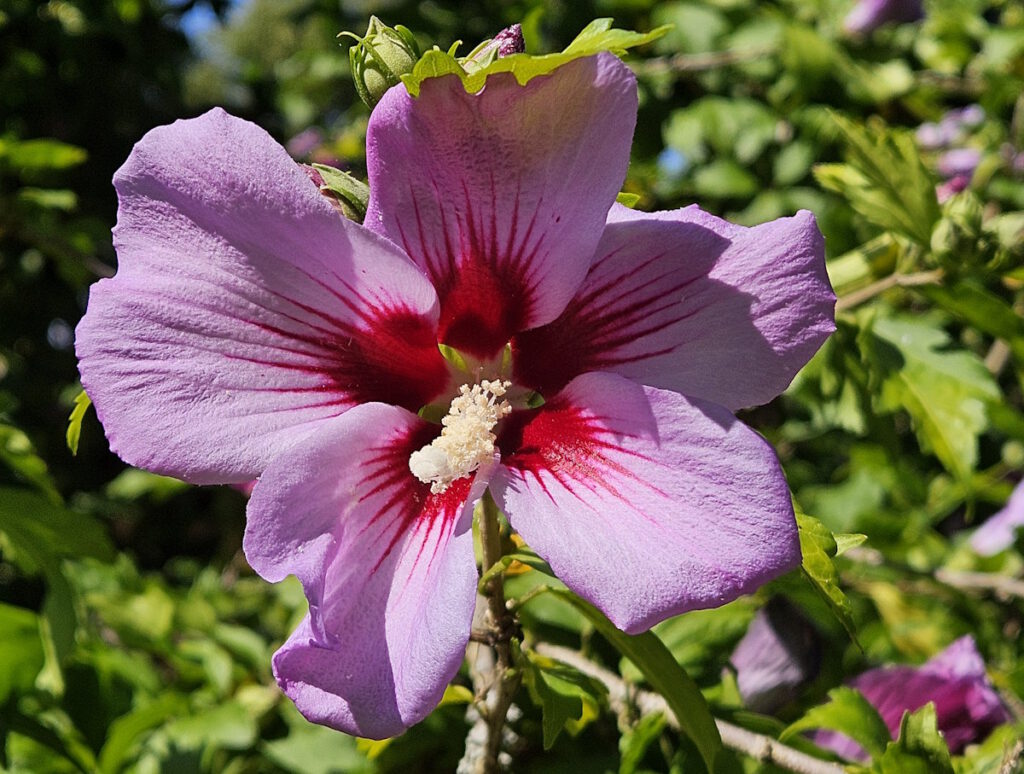 Hibiskus auf dem Friedhof am Perlacher Forst