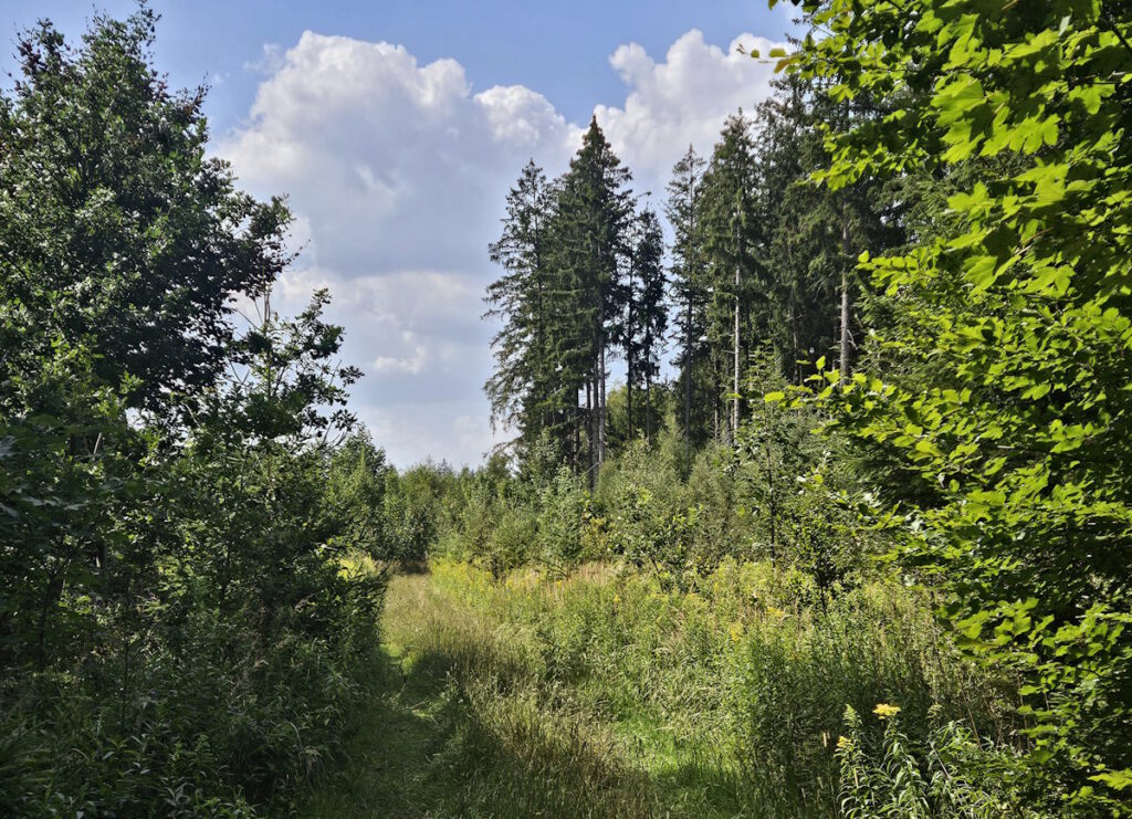 Truderinger Wald