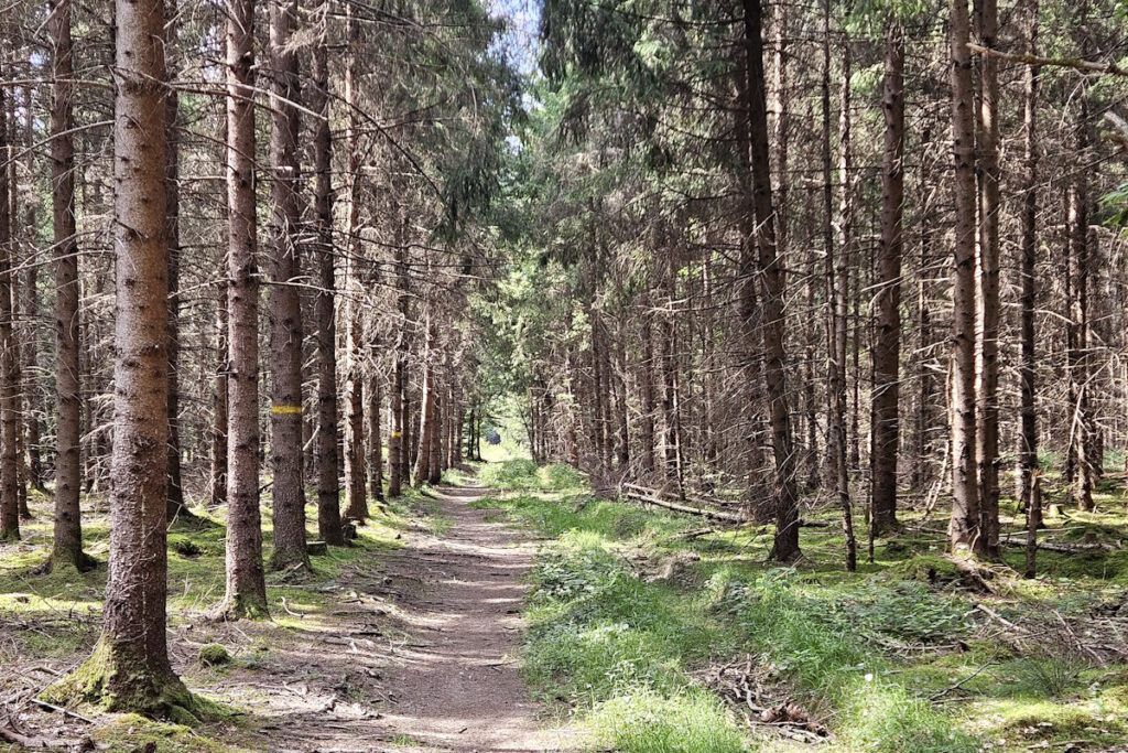 Truderinger Wald