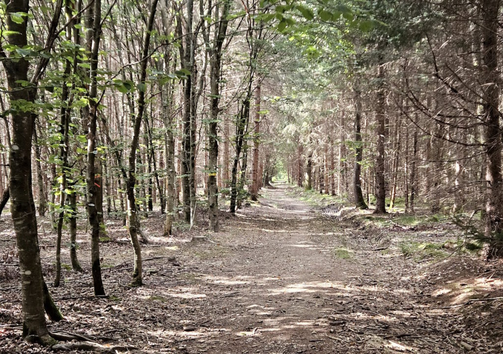 Truderinger Wald