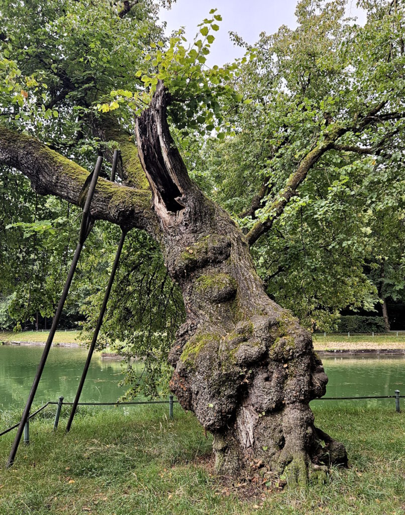 Linde am Schlosskanal Nymphenburg
