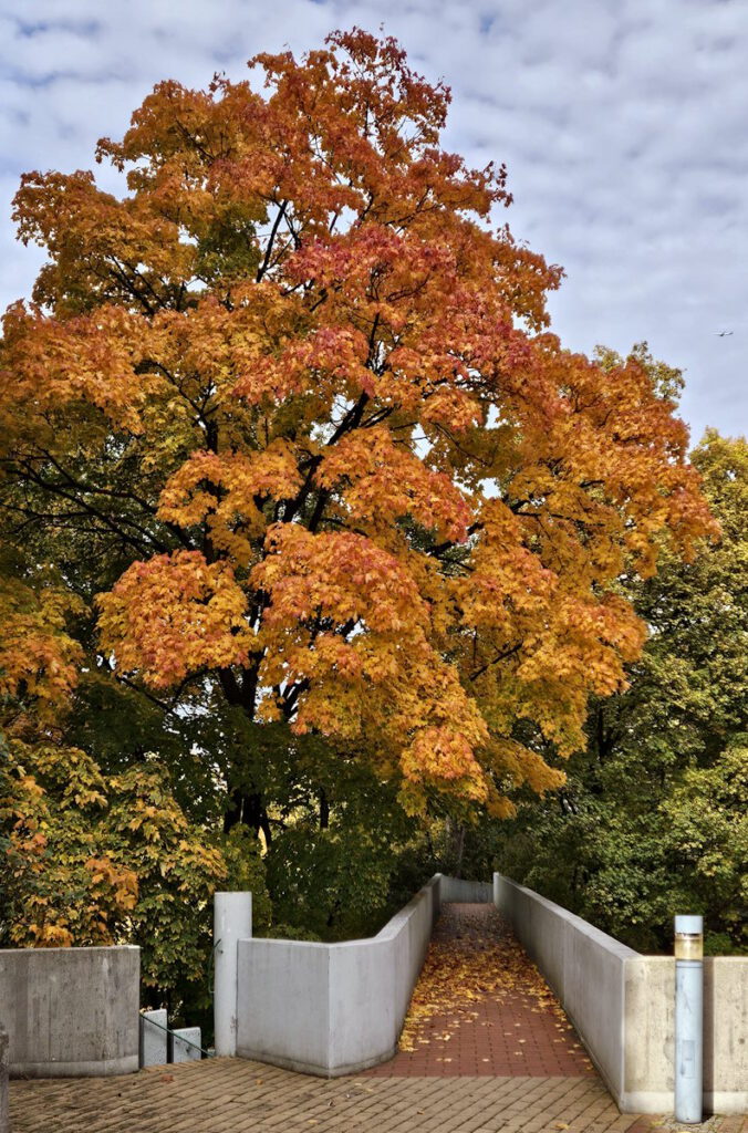 Herbstlaub im Olympiadorf München