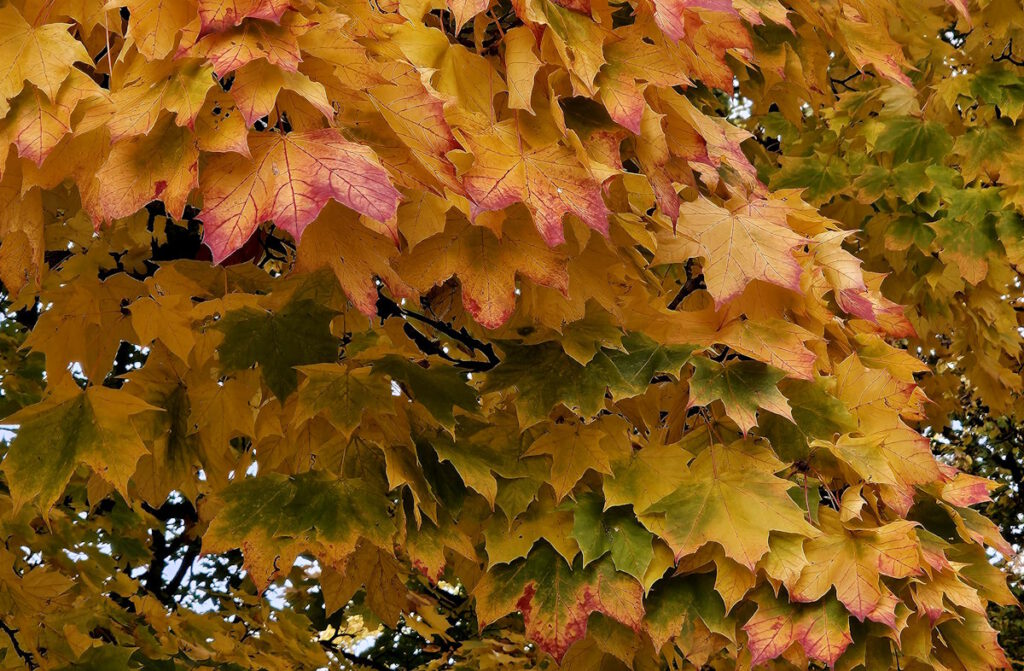 Herbstlaub im Olympiadorf München