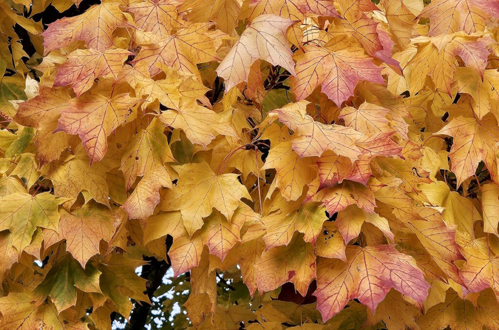 Herbstlaub im Olympiadorf München
