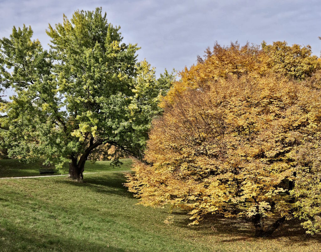 Spazierweg im Olympiadorf
