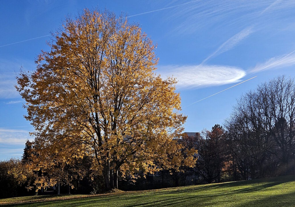 Grünanlage in Neuperlach