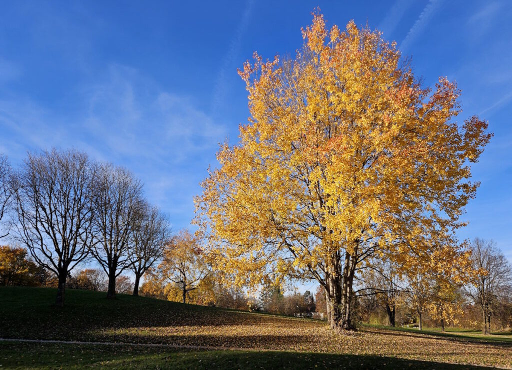 Grünanlage in Neuperlach