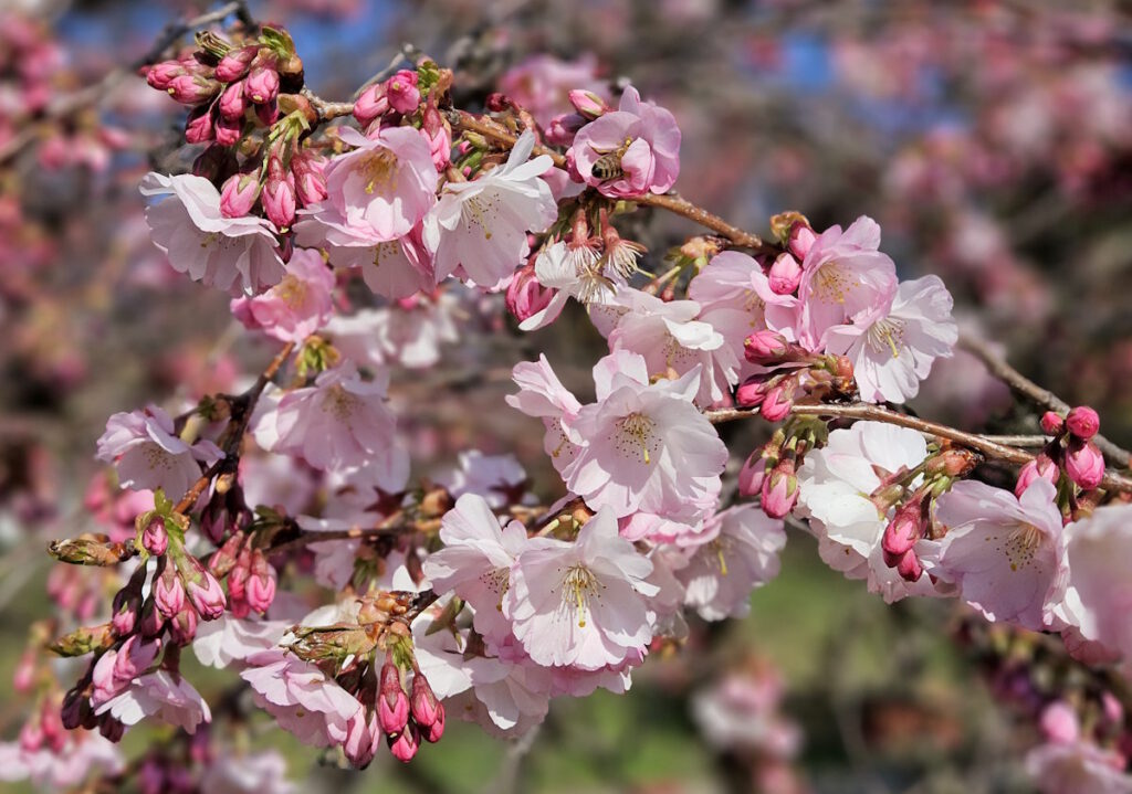 Kirschblüte im Olympiapark