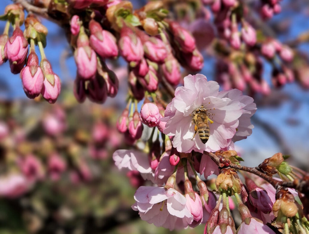Kirschblüte im Olympiapark