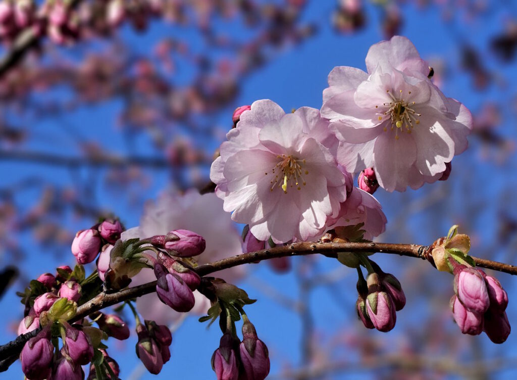 Kirschblüte im Olympiapark