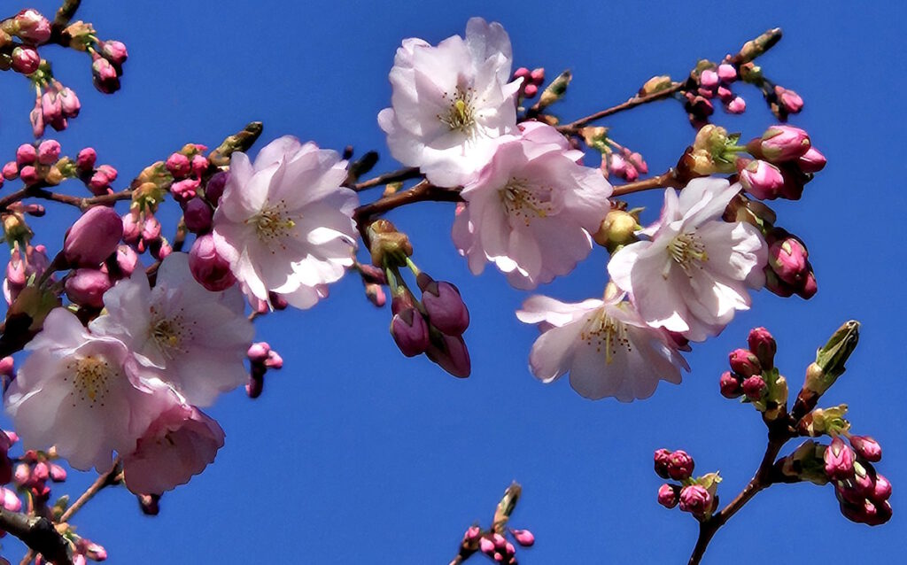 Kirschblüte im Olympiapark