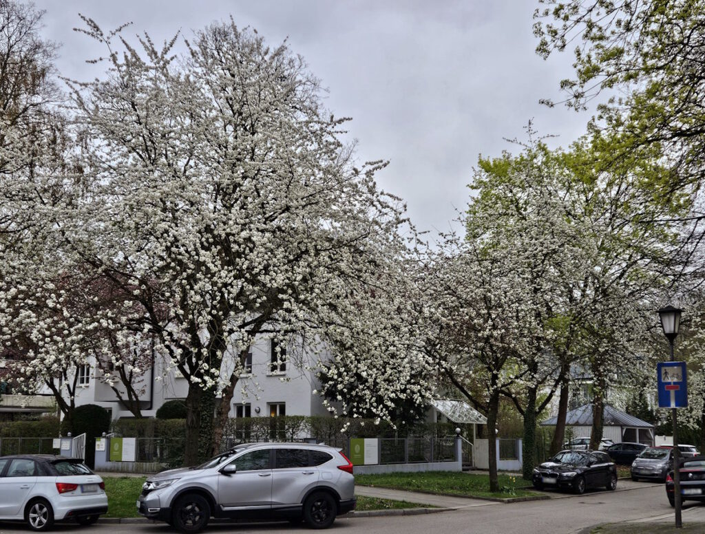 Kirschblüte Osterwaldstraße 40