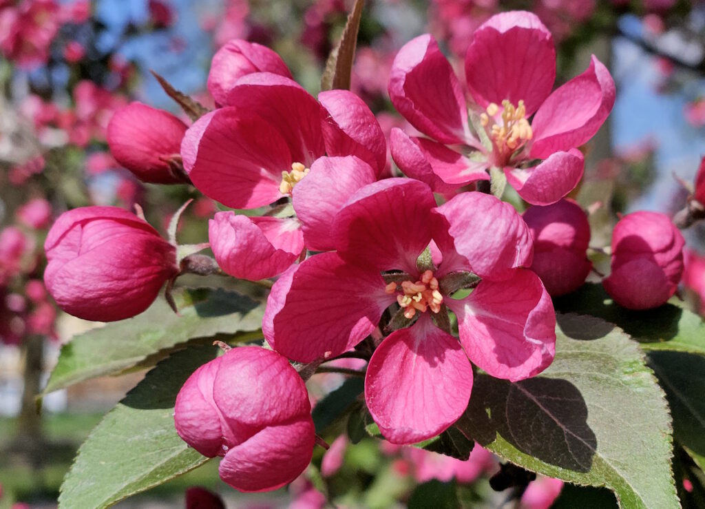 Luise-Kiesselbach-Platz: Zierapfel-Blüten