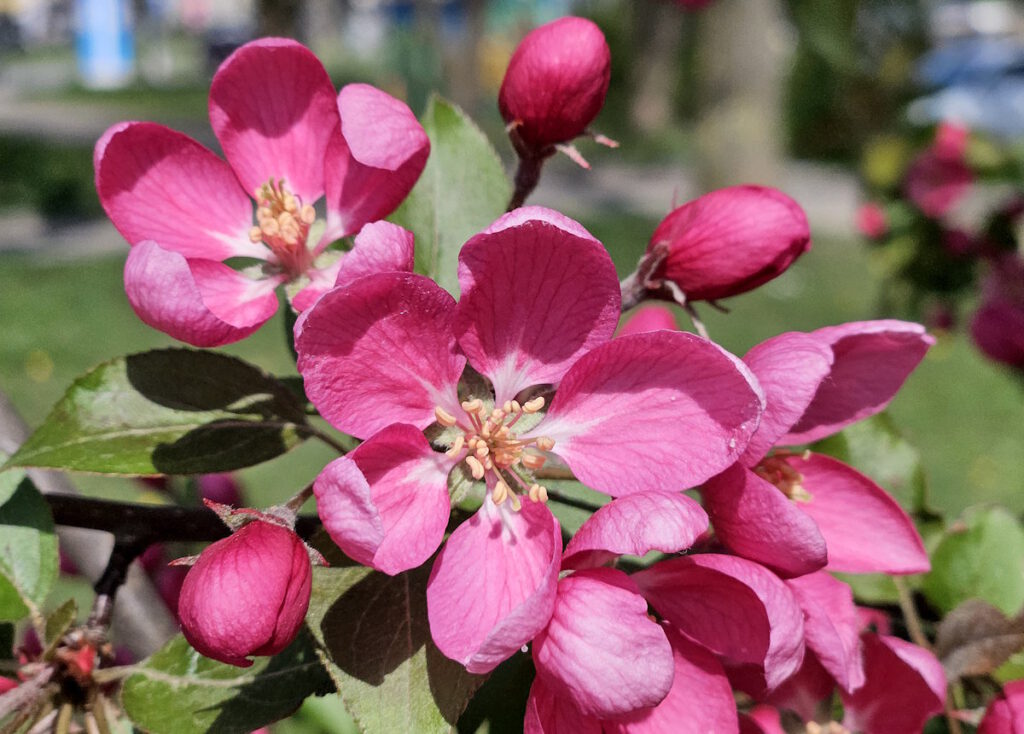 Luise-Kiesselbach-Platz: Zierapfel-Blüten