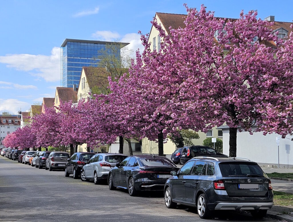 Alte Heide Neuchinger Straße Kirschblüte