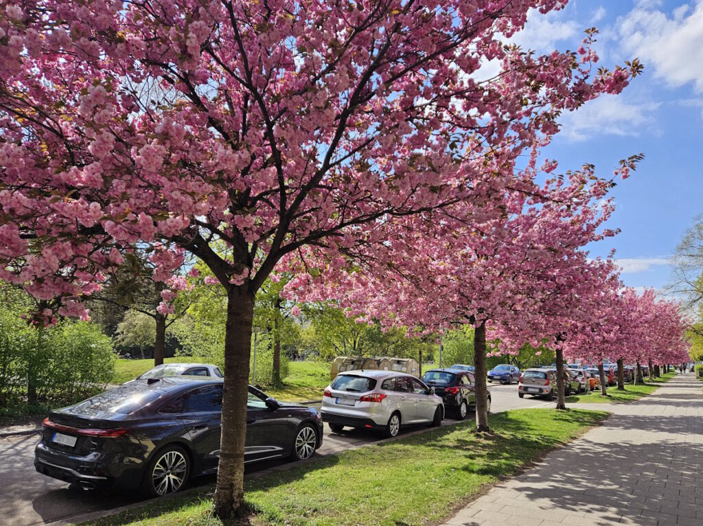 Alte Heide Neuchinger Straße Kirschblüte