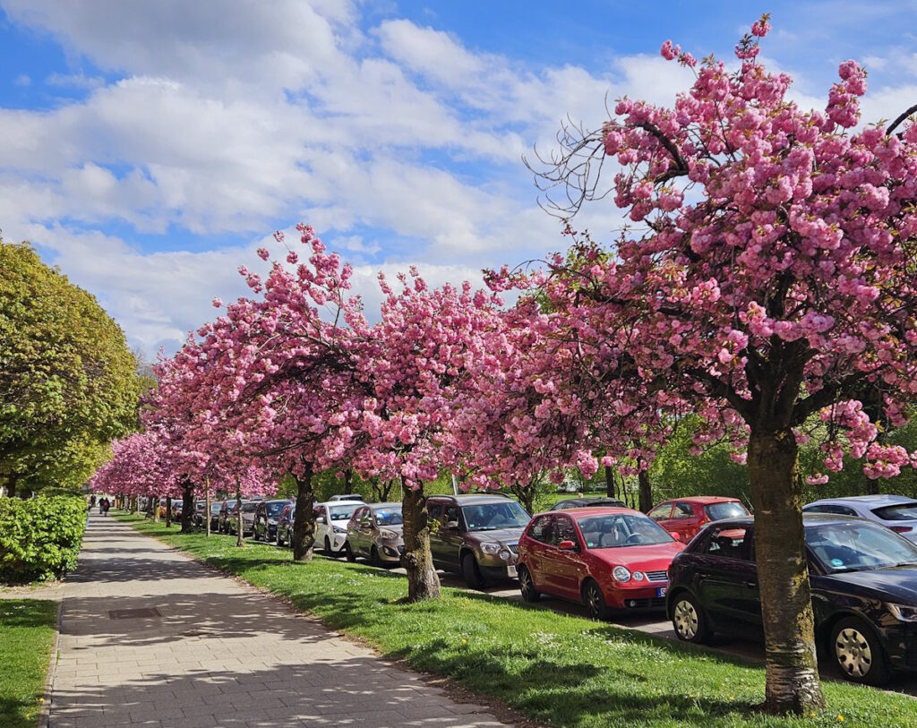 Alte Heide Neuchinger Straße Kirschblüte
