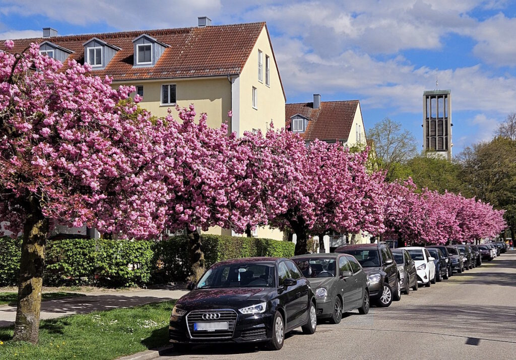 Alte Heide Neuchinger Straße Kirschblüte