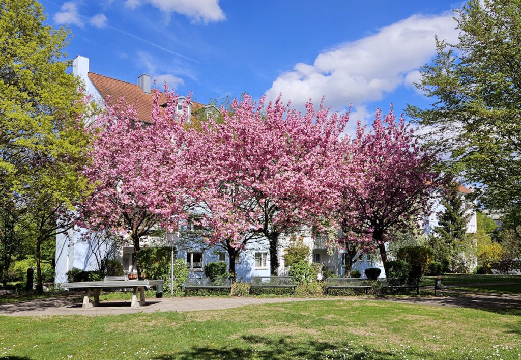 Alte Heide Kirschblüte