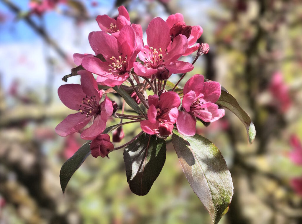 Alte Heide Zierapfel