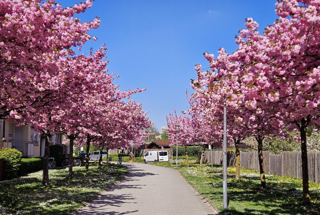 Kirschblüten in der Bad-Soden-Straße