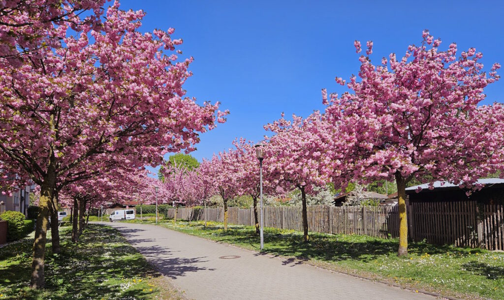Kirschblüten in der Bad-Soden-Straße