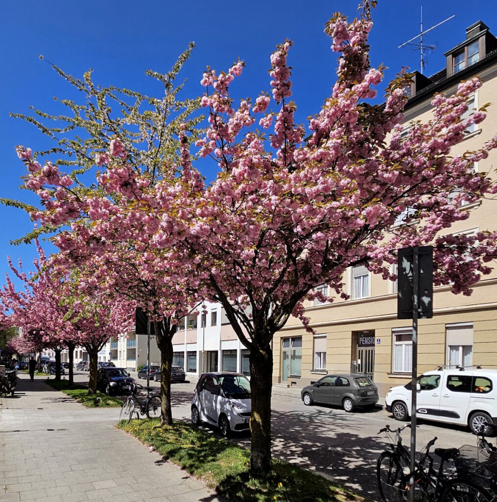 Kirschblüte in der Konradinstraße