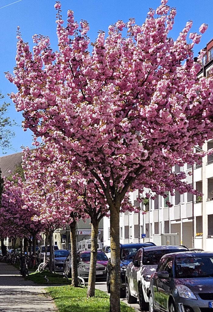 Kirschblüte in der Konradinstraße