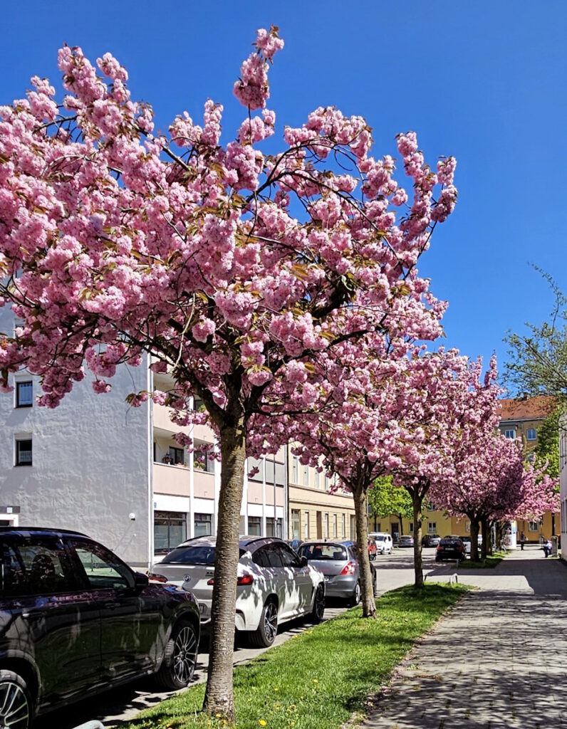 Kirschblüte in der Konradinstraße