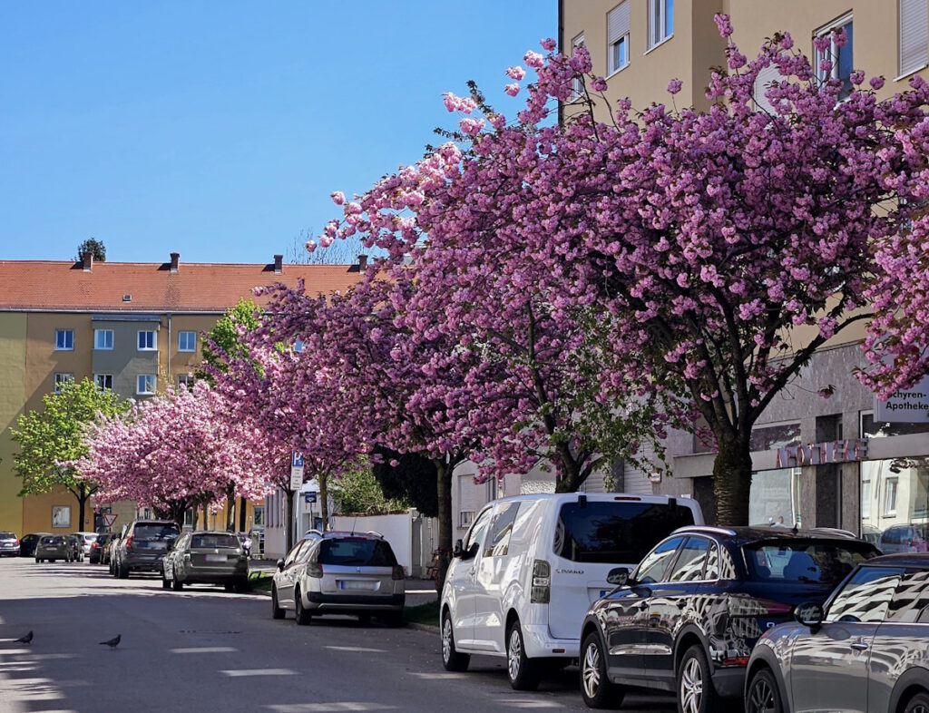 Kirschblüte in der Konradinstraße