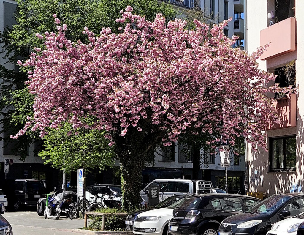 Kirschblüte in der Winterstraße