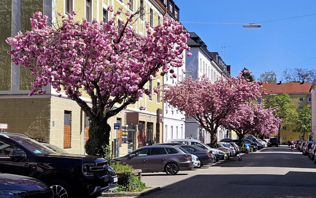 Kirschblüte in der Winterstraße