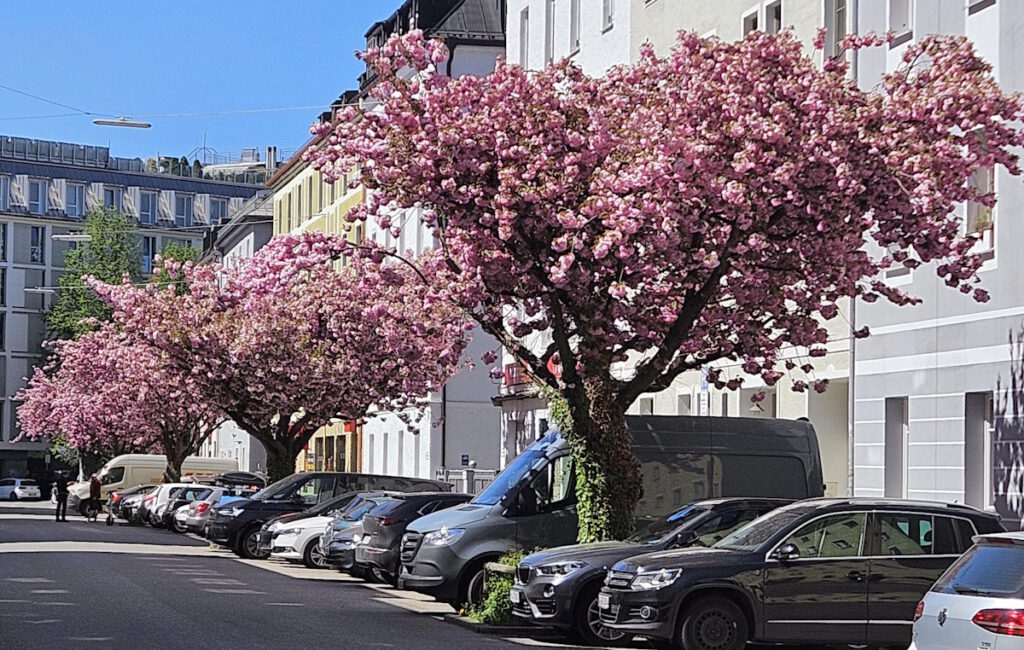 Kirschblüte in der Winterstraße