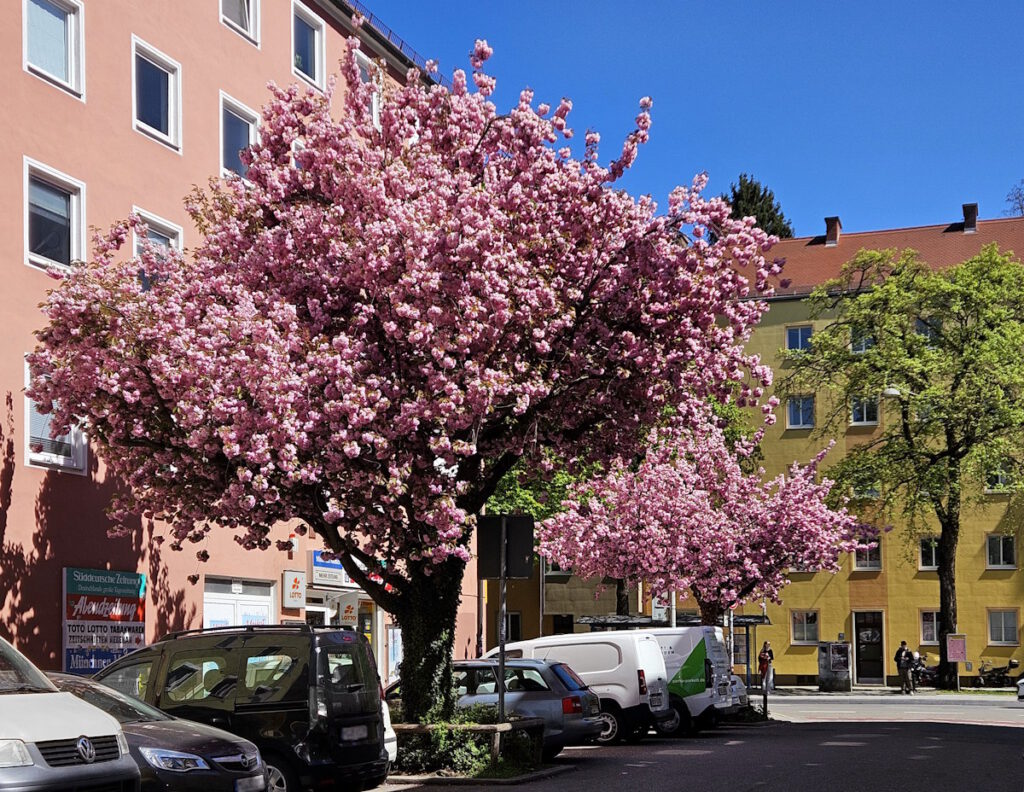 Kirschblüte in der Winterstraße