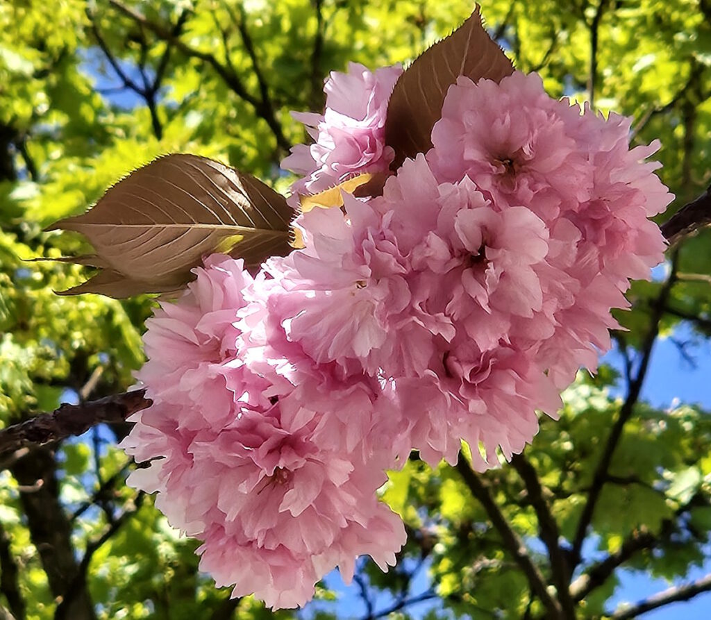 Kirschblüte in der Winterstraße