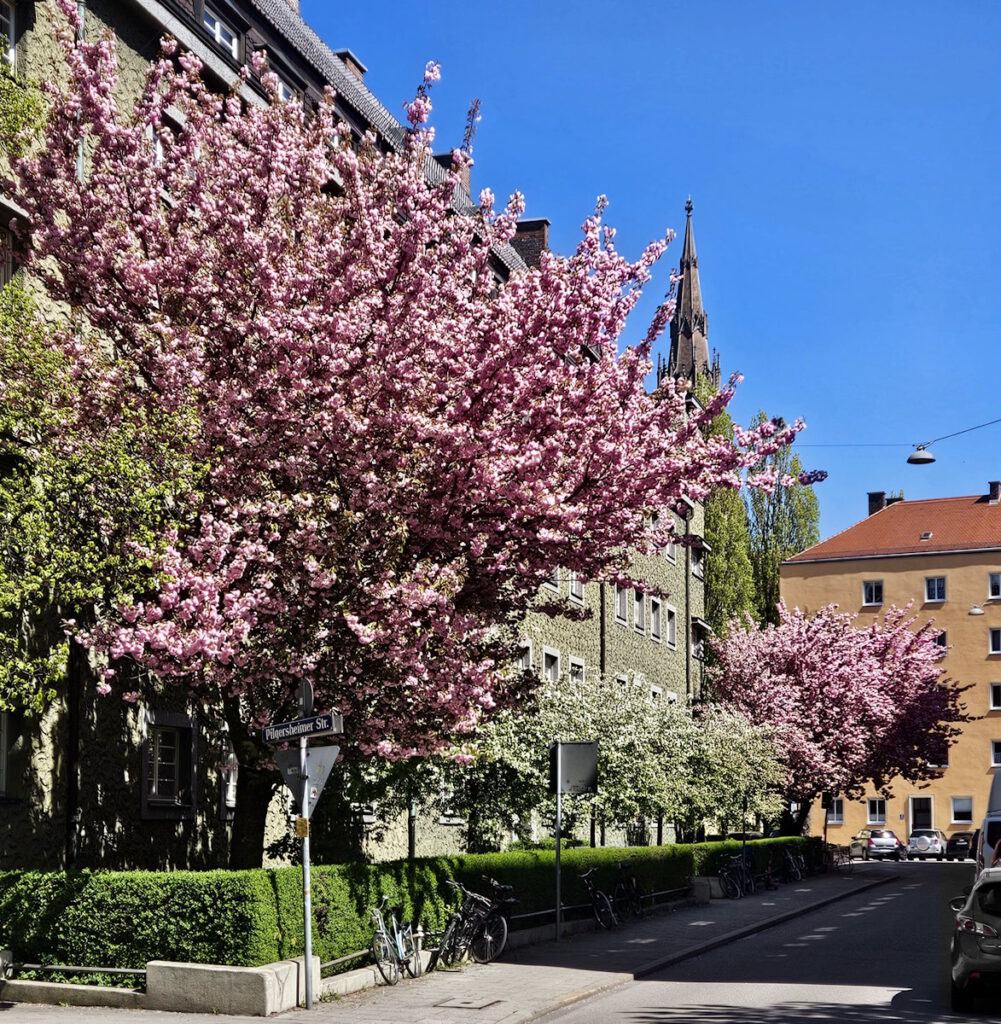 Kirschblüte in der Cannabichstraße