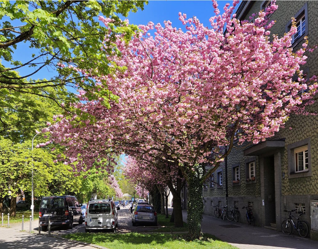 Kirschblüte in der Kleiststraße