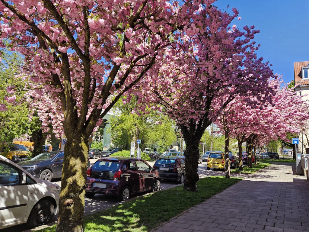 Kirschblüte in der Kleiststraße