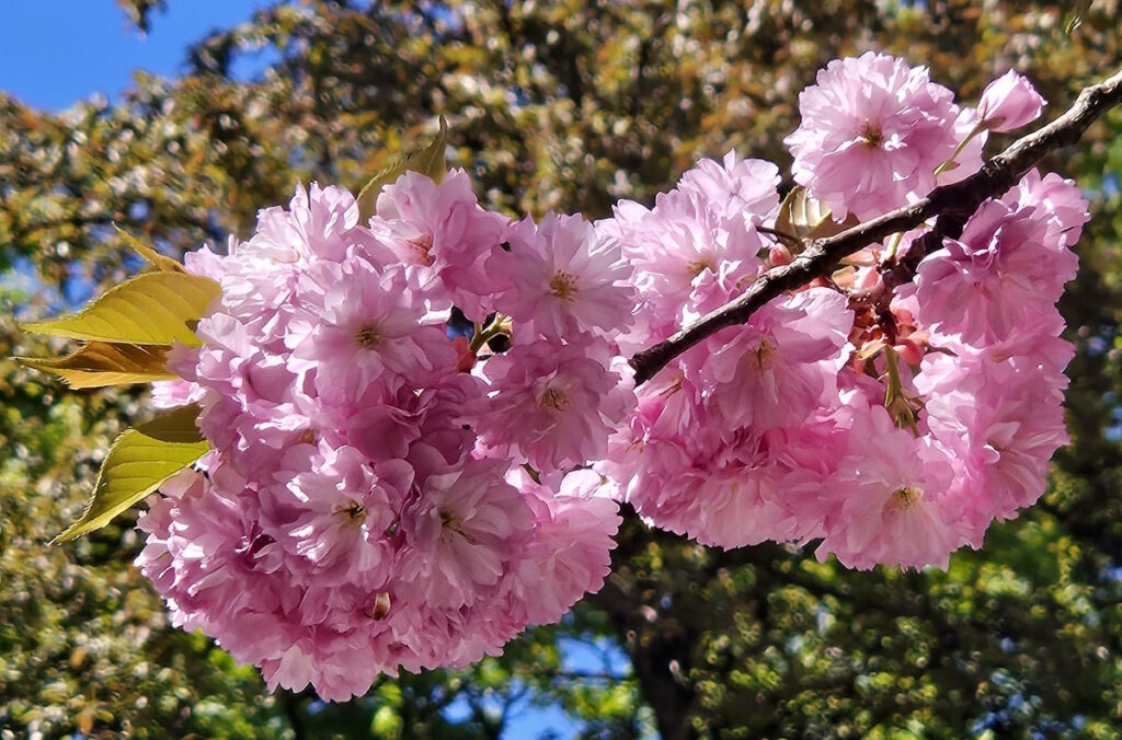 Kirschblüte in der Kleiststraße