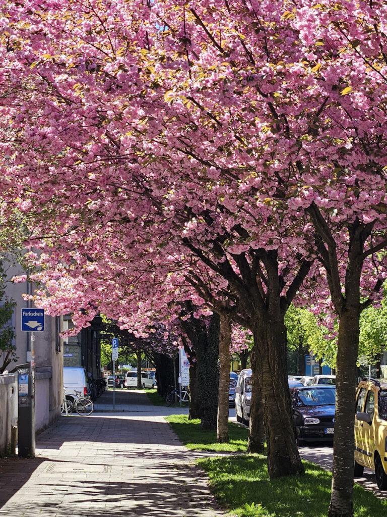 Kirschblüte in der Kleiststraße