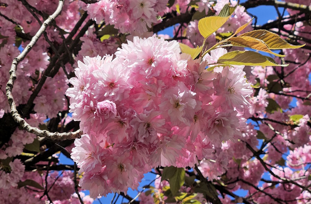 Kirschblüte in der Plattnerstraße