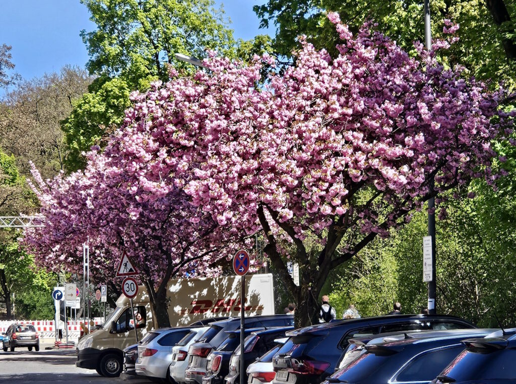 Kirschblüte in der Plattnerstraße