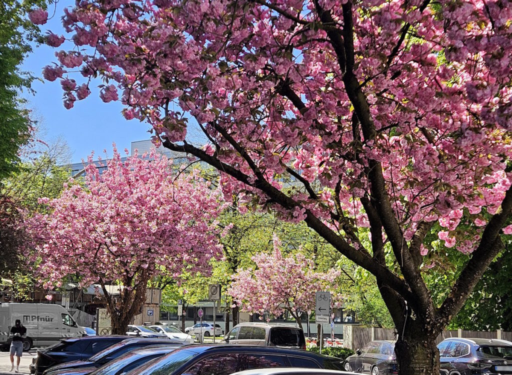 Kirschblüte in der Plattnerstraße