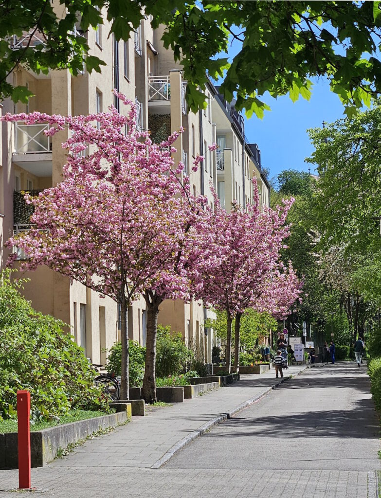 Kirschblüte in der Kolumbusstraße