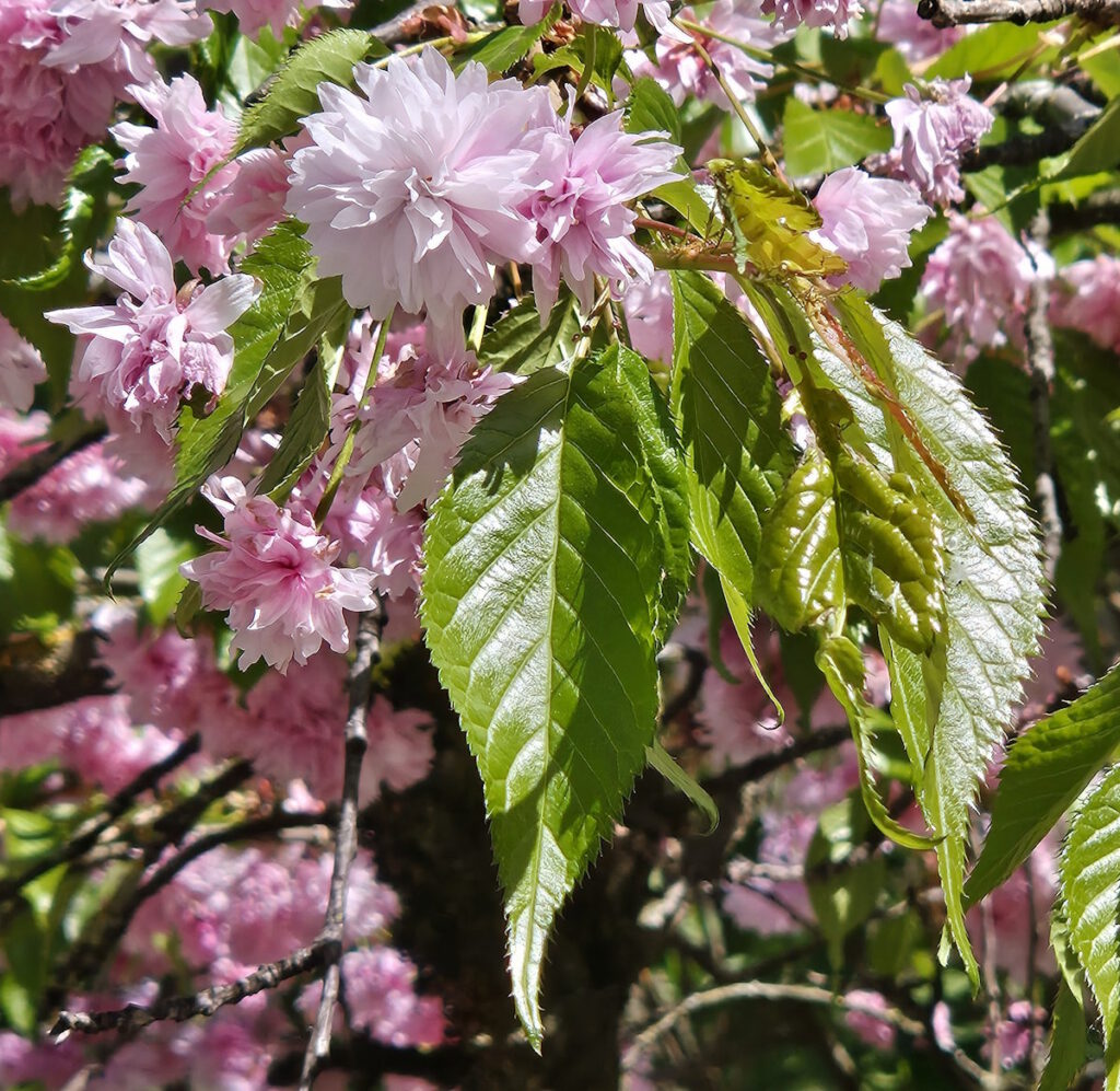 Kirschblüten in der Entenbachstraße
