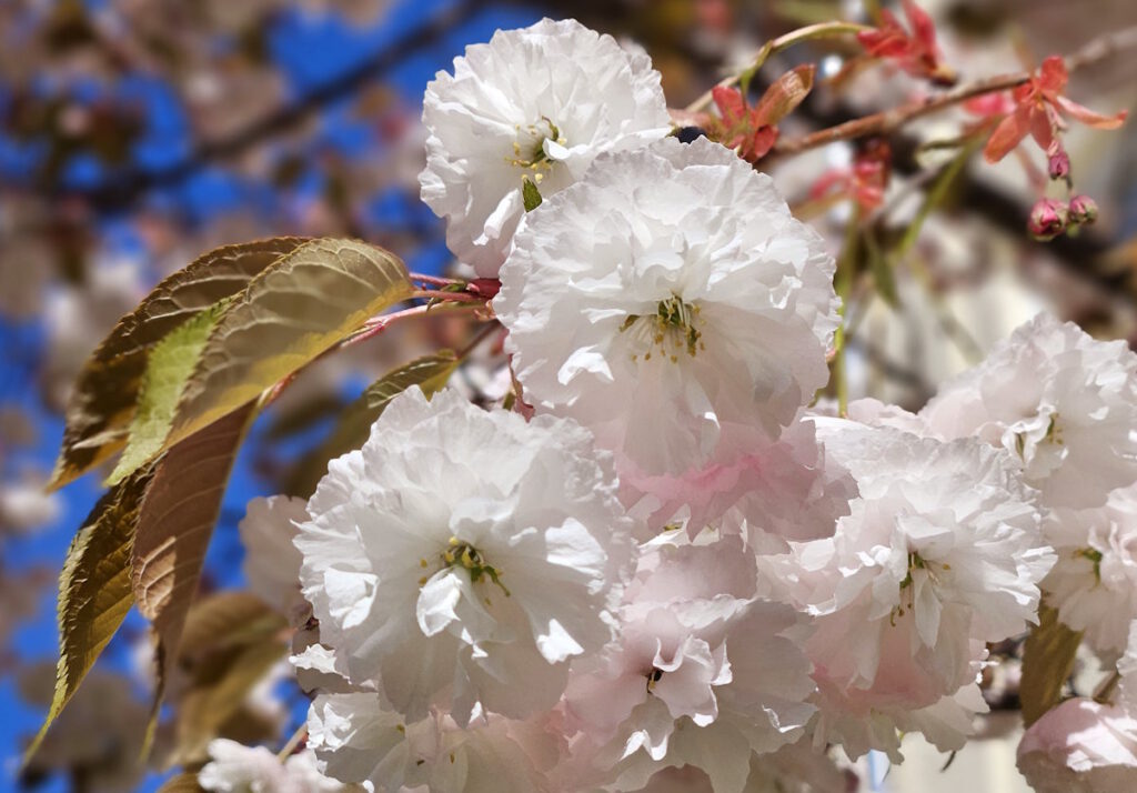 Kirschblüte an der Lilienstraße