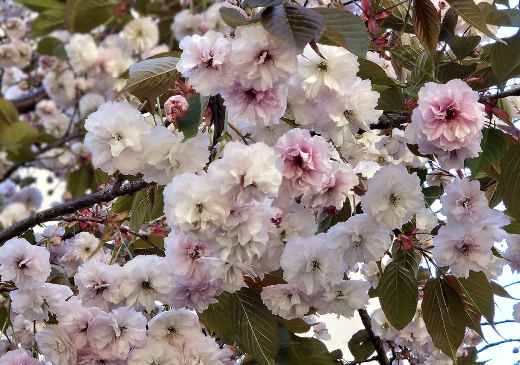 Kirschblüte an der Lilienstraße