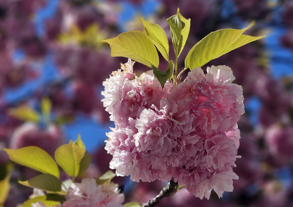 Kirschblüte am Busbahnhof Westfriedhof