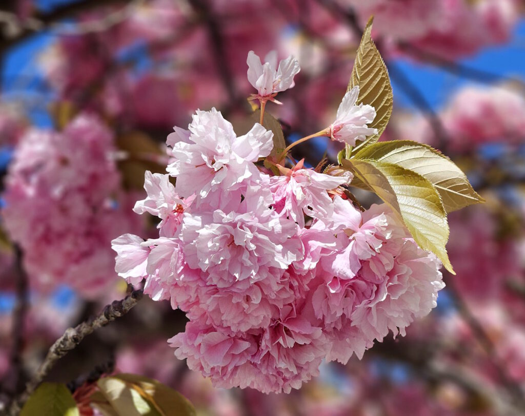 Kirschblüte am Busbahnhof Westfriedhof