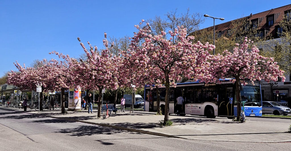 Kirschblüte am Busbahnhof Westfriedhof